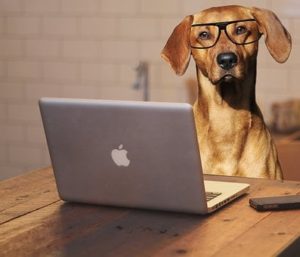 dog wearing specs sat at laptop